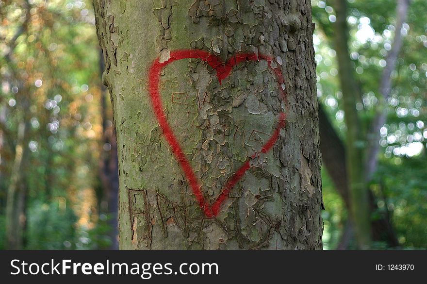 Reg heart on tree bark.