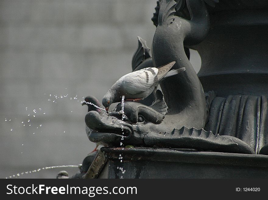 This pegion are drinking on a fountain in a big town. This pegion are drinking on a fountain in a big town.