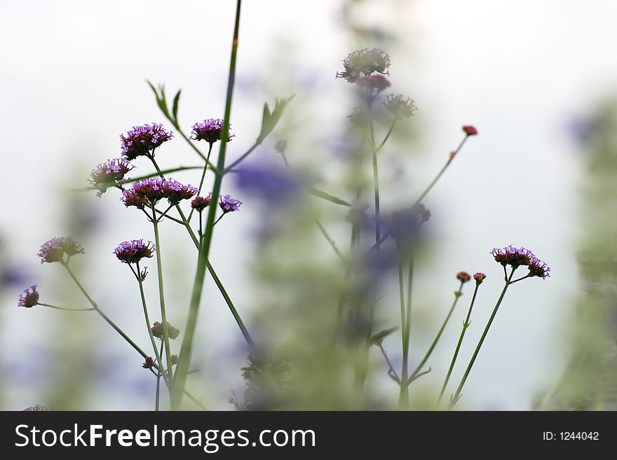 Small violet flowers