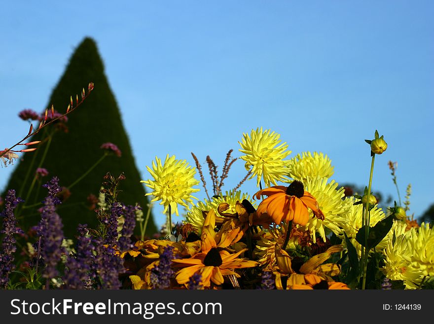 Flower-bed in yellow, lilac and orange with blue sky background. Flower-bed in yellow, lilac and orange with blue sky background.