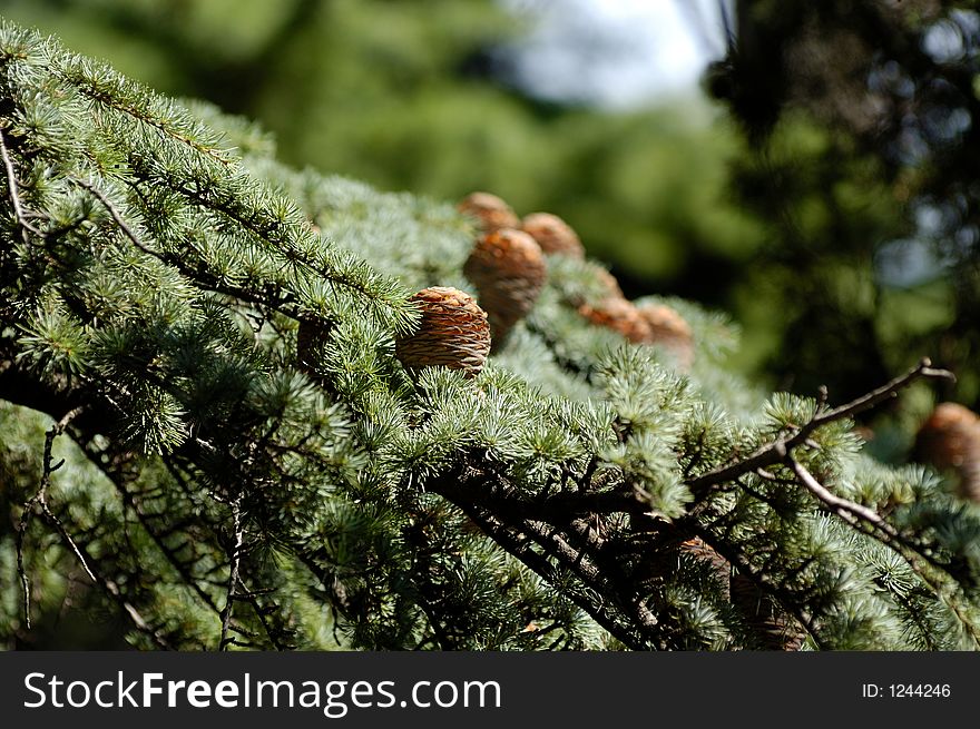 Cones on cedar branch closeup