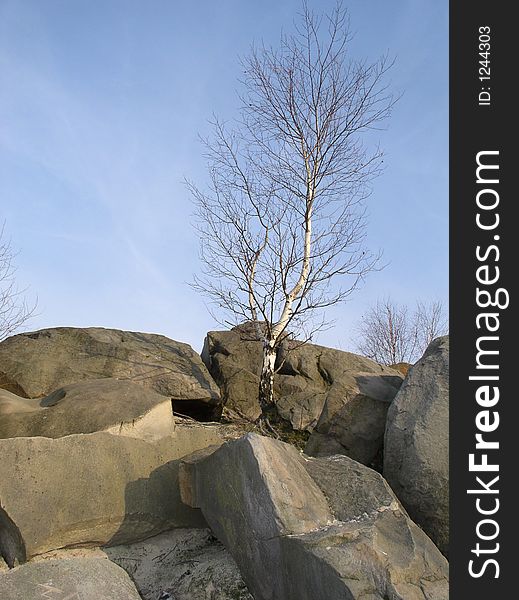 Wild young birch on big boulders. Wild young birch on big boulders