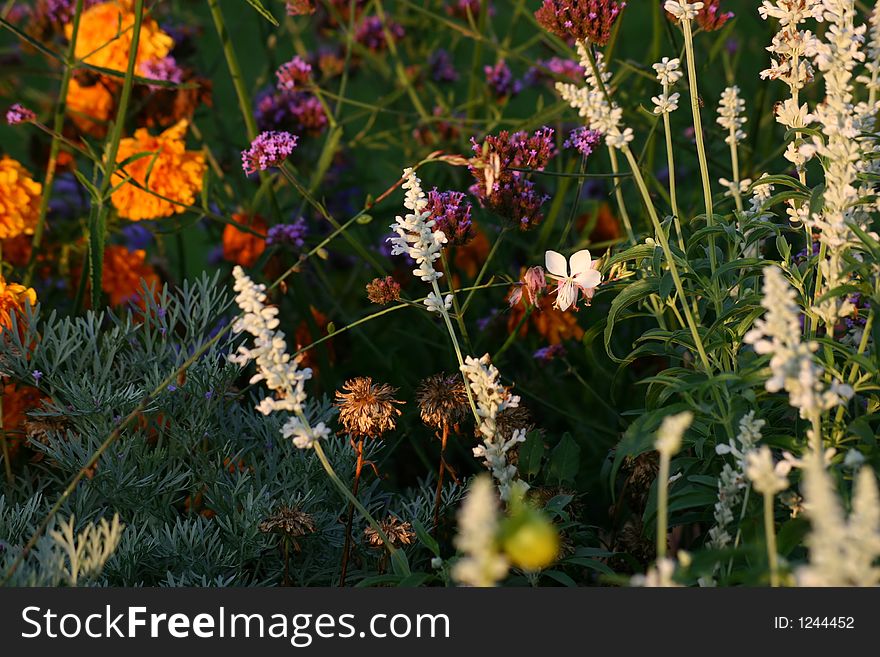 Colored flower-bed in orange, lilac, green and white.