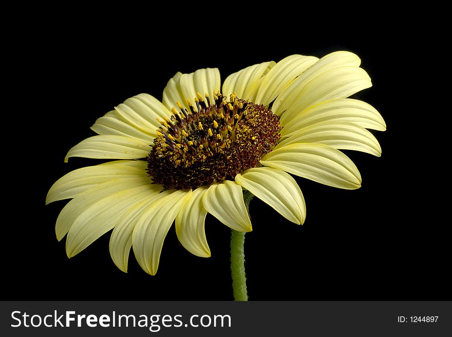 Sunflower isolated over black background