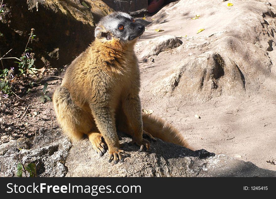 Lemur: an animal who lives only on the island of Madagascar.