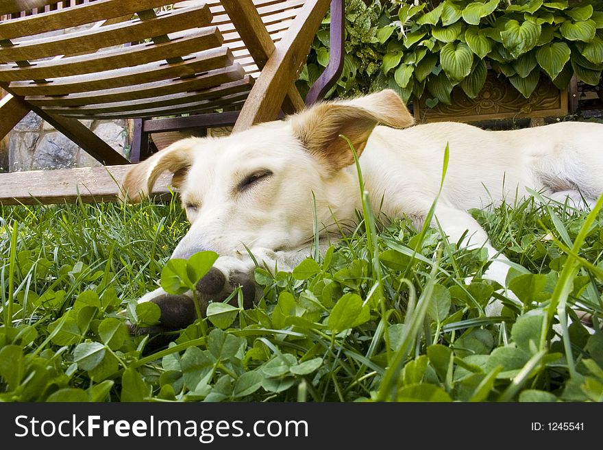 Dog sleeping in the garden under a deckchair. Dog sleeping in the garden under a deckchair