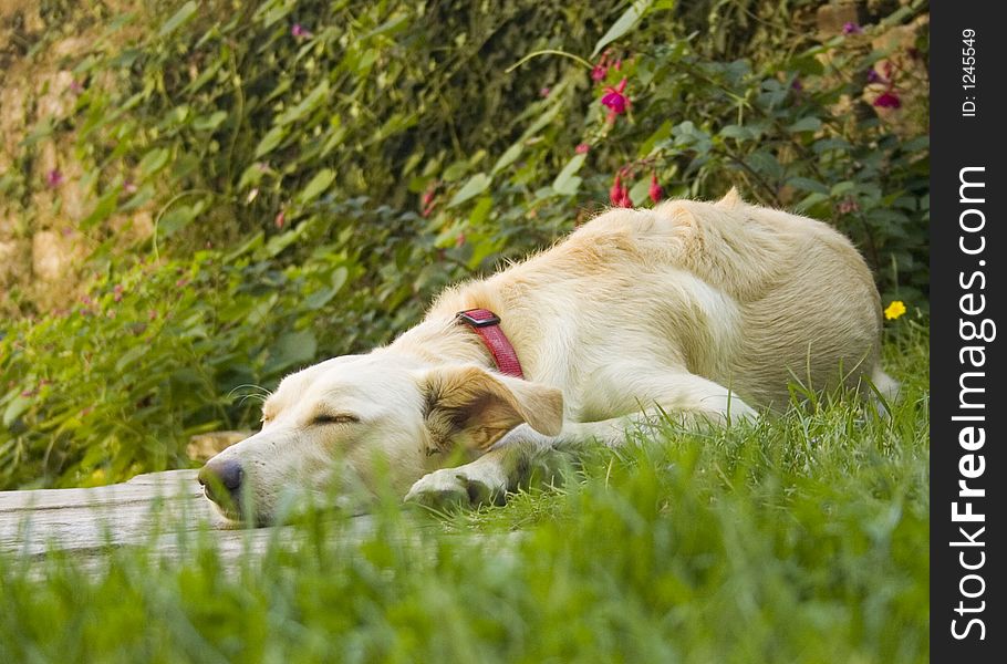 Dog sleeping on the grass in the garden. Dog sleeping on the grass in the garden