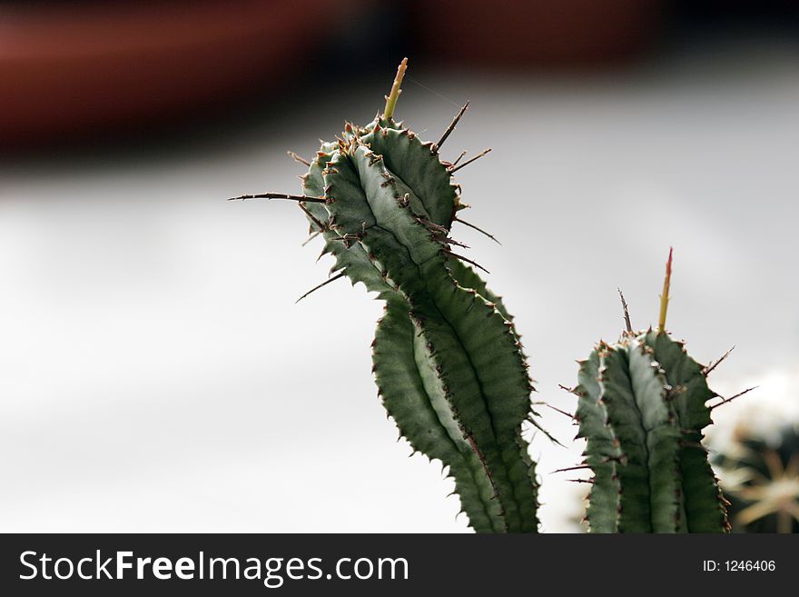 A closeup of a succulent plant