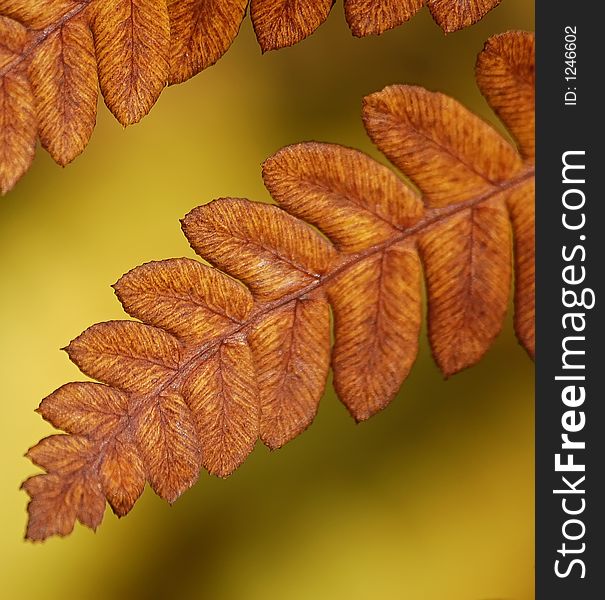 A closeup picture of a fern turning orange in fall. A closeup picture of a fern turning orange in fall