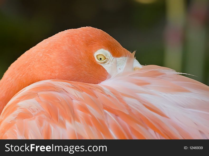 Pink Flamingo, resting but watching