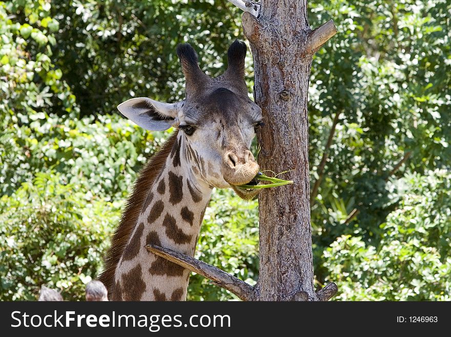 Male Giraffe eating a snack