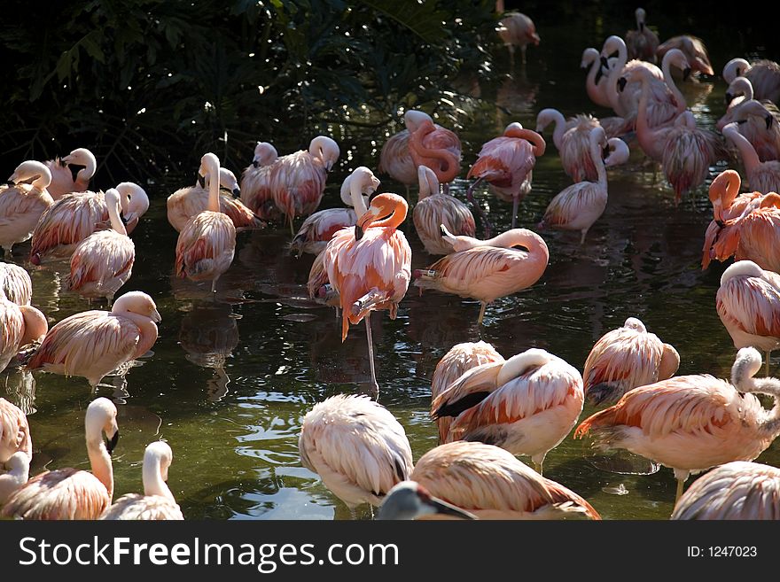 Pink Flamingo group with one in the middle