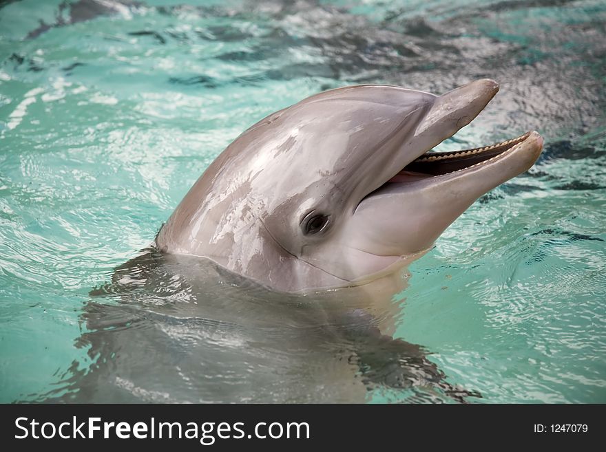 Bottle nosed porpoise with head out of water. Bottle nosed porpoise with head out of water