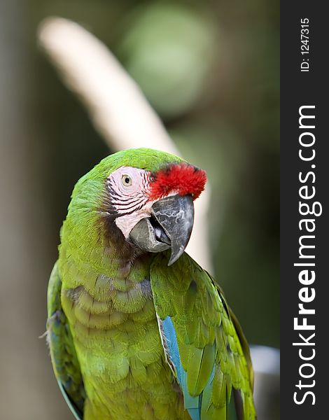 Green Macaw with red on face