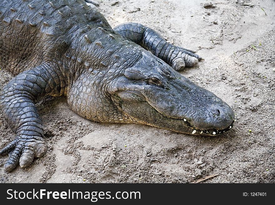 Florida Alligator resting in the sun