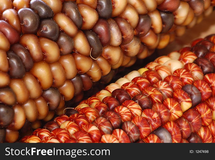 Commonly called Indian Corn and used in autumn decor. Commonly called Indian Corn and used in autumn decor.
