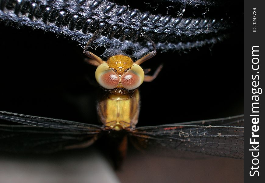 This is a macro image of the dragonfly which show its compound eyes in fine details. This is a macro image of the dragonfly which show its compound eyes in fine details