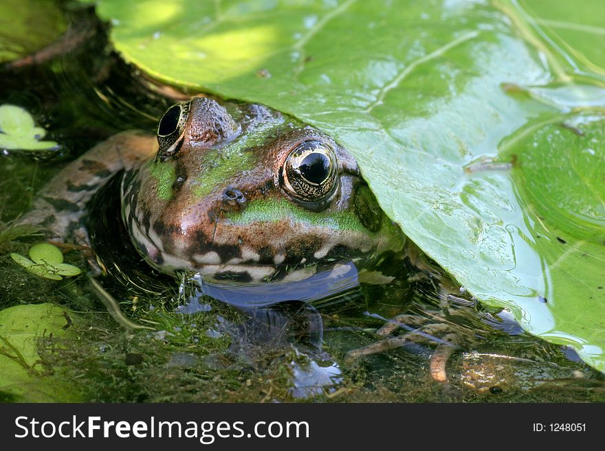 Frog under a leaf, looking curiousley. Frog under a leaf, looking curiousley