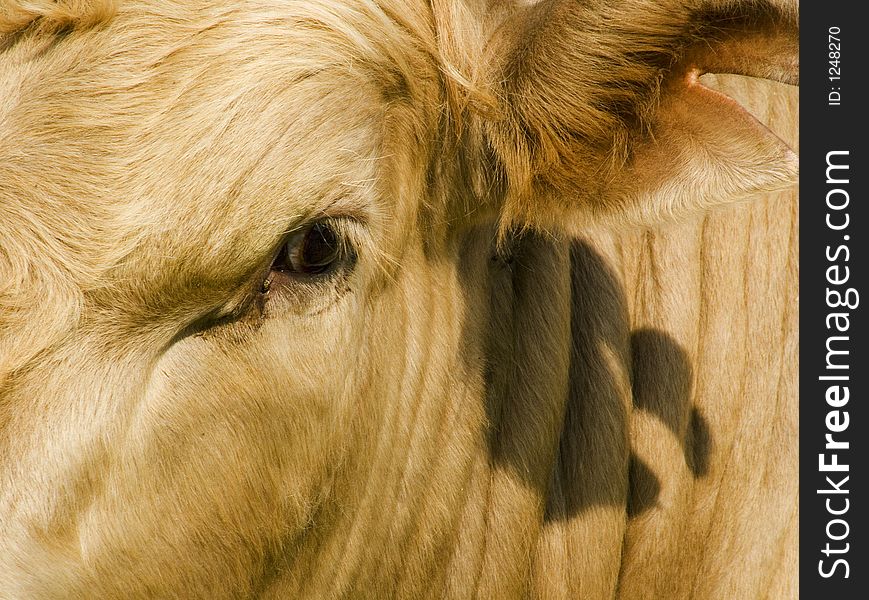 The face of a fawn colored cow. The face of a fawn colored cow