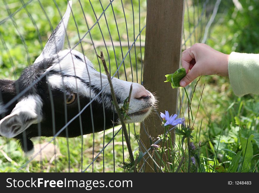 Little girls hand feeding goat through fence. Little girls hand feeding goat through fence.