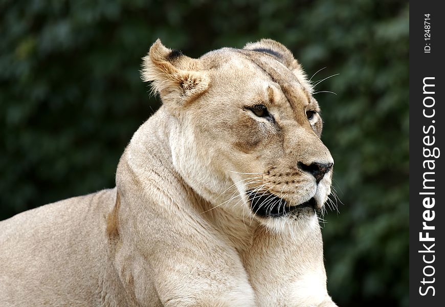 Lion zoo big cat roar king whiskers predator