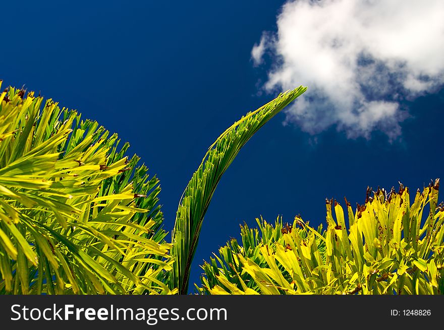 Palm Fronds and blue sky. Palm Fronds and blue sky