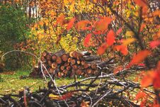 Pile Of Wood In Autumn Forest Landscape. Heap Of Cut And Stacked Royalty Free Stock Image