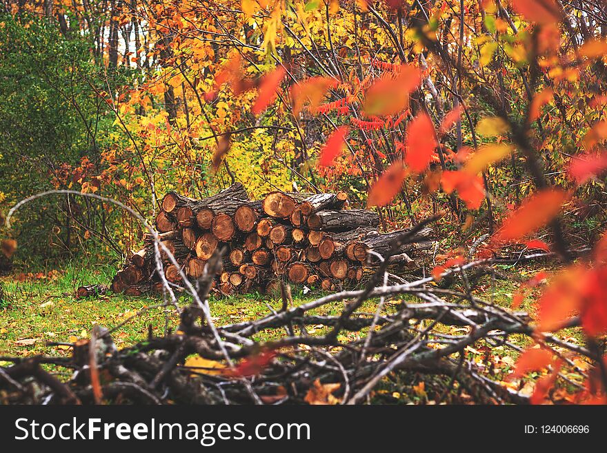 Pile of wood in autumn forest landscape. Heap of cut and stacked