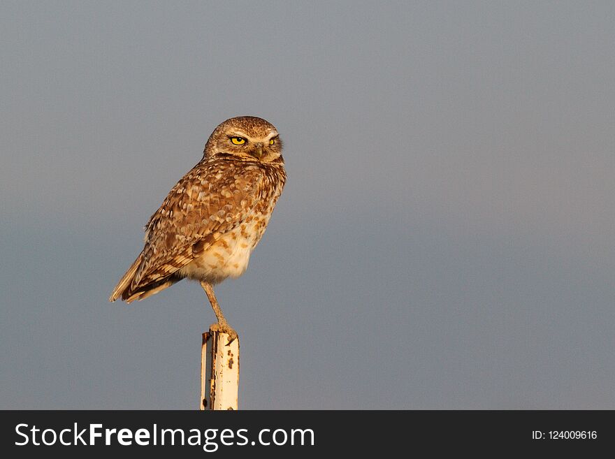 Burrowing Owl Sitting on a Fence Post With A Neutral Background. Burrowing Owl Sitting on a Fence Post With A Neutral Background