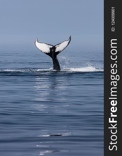 Humpback Whale Slaps Its Powerful Fluke on Ocean