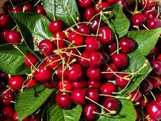 Collected Newly Organic Red Cherries On Green Leaves. Summer Fruit For Healthy Lifestyle And Diet Royalty Free Stock Images