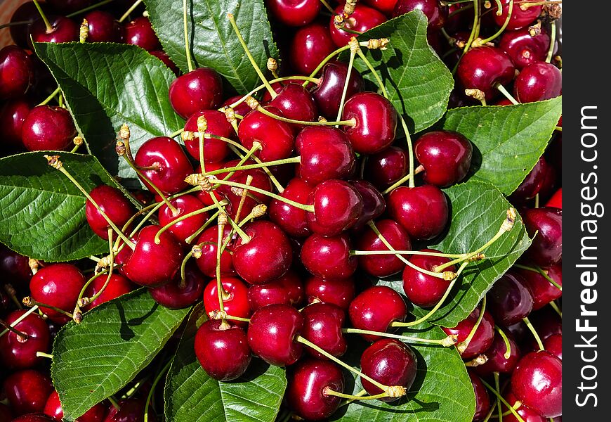 Collected newly organic red cherries on green leaves. summer fruit for healthy lifestyle and diet