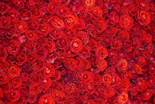 Celebratory Background Of Beautiful Red Roses Royalty Free Stock Photo
