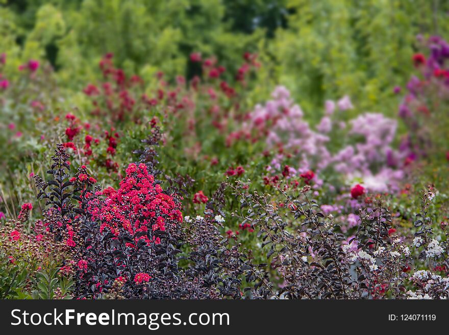 Crepe Myrtle background with in focus flowers and trees in foreground and blurred flowers in back - room for copy