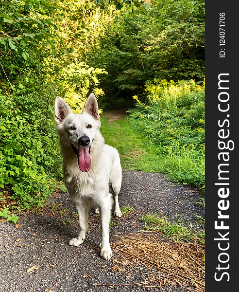 White Swiss Shepherd dog standing in the park