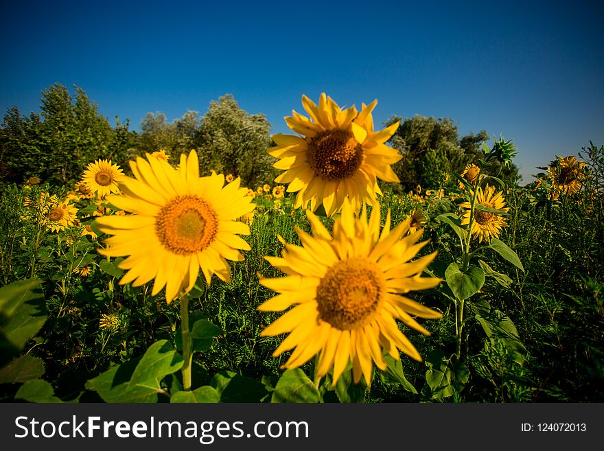 Charming landscape of sunflowers sunrise