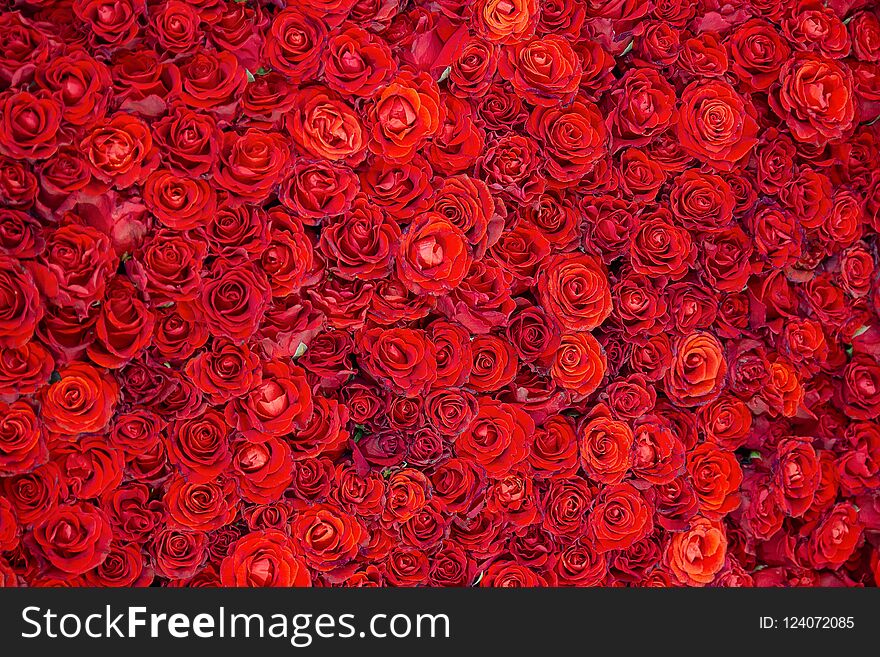 Celebratory background of beautiful red roses. Flowers