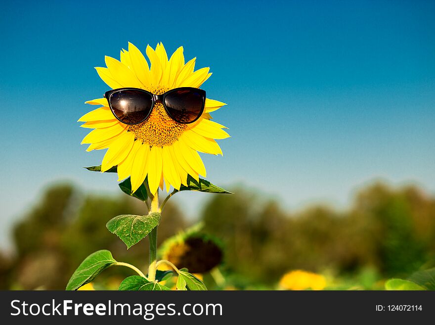 Closeup Sunflower Wearing Black Sunglasses Free Stock Images And Photos