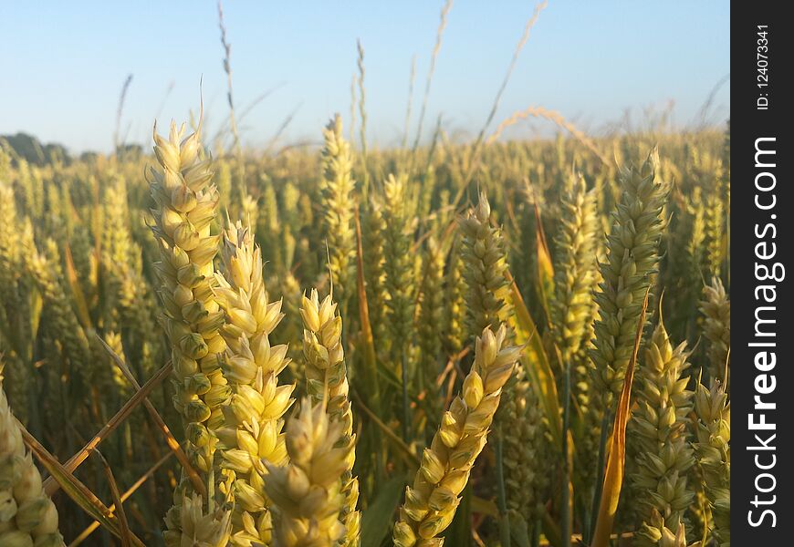 Corn on a field in ashford kent with sun shinning