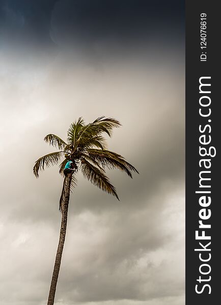 San Blas islands, Panama. March 2018. A view of a local man climbing a palm tree in the San Blas islands Panama. San Blas islands, Panama. March 2018. A view of a local man climbing a palm tree in the San Blas islands Panama.