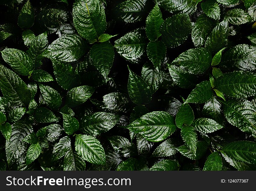 Green leaves background. Green leaves color tone dark in the morning.