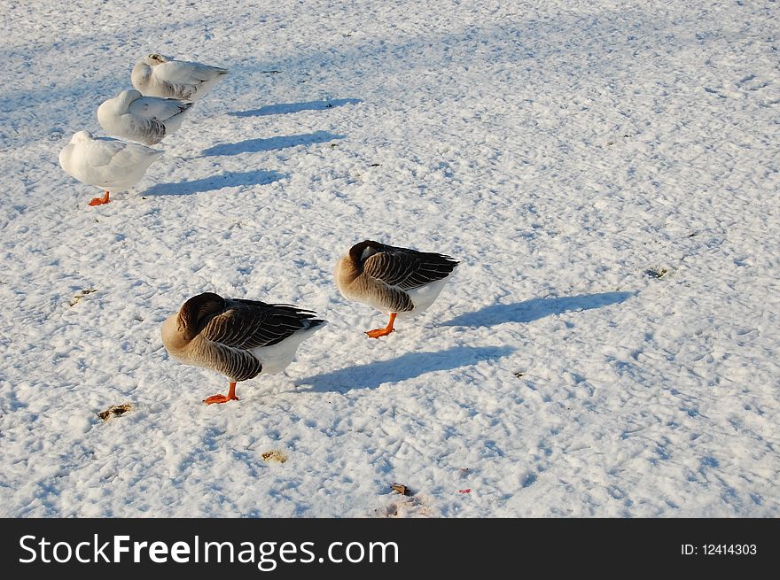 Snow and gooses in Amsterdam, holland. Snow and gooses in Amsterdam, holland