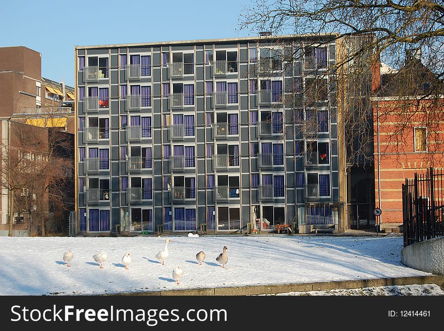 Geese in the snow with a building in the background. Geese in the snow with a building in the background