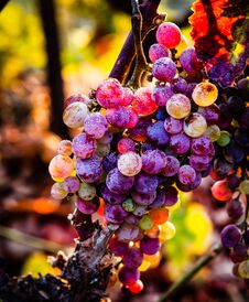 Colorful Grapes Covered In Dew In Morning Light Stock Photography