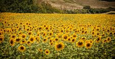 Huge Field Of Tuscan Sunflowers Face The Sun Stock Photo