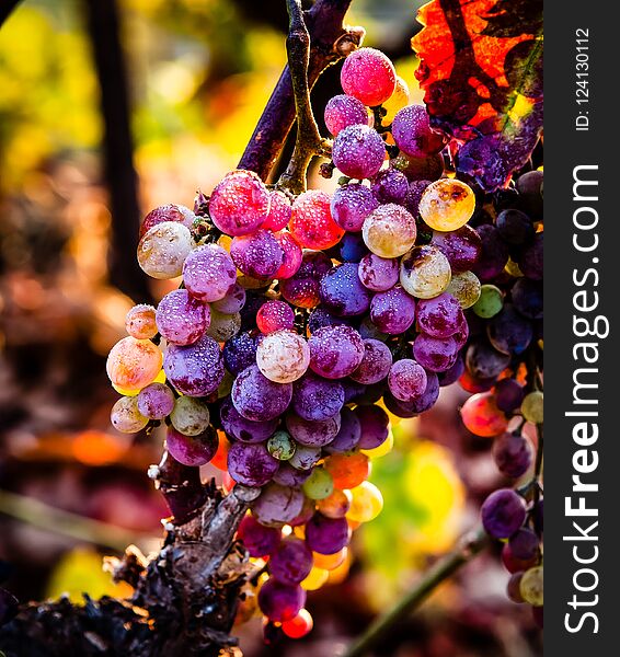 Colorful grapes covered in dew in morning light