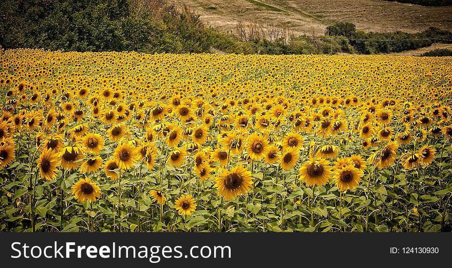 Huge field of Tuscan sunflowers face the sun