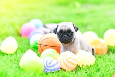 Cute Puppy Pug In Green Lawn Royalty Free Stock Image
