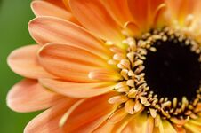 Blooming Gerbera Daisies Petal With Shallow Depth Of Field Stock Photos Blooming Gerbera Daisies Petal With Shallow Depth Of Field Stock Photos
