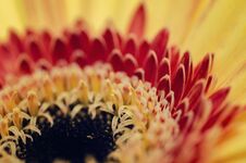 Blooming Gerbera Daisies Petal With Shallow Depth Of Field Stock Image